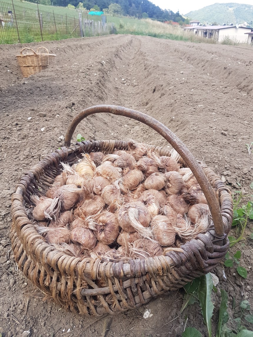 Archivio privato di Julia, Azzurra e Fiamma Antonucci Antonucci, Semina.