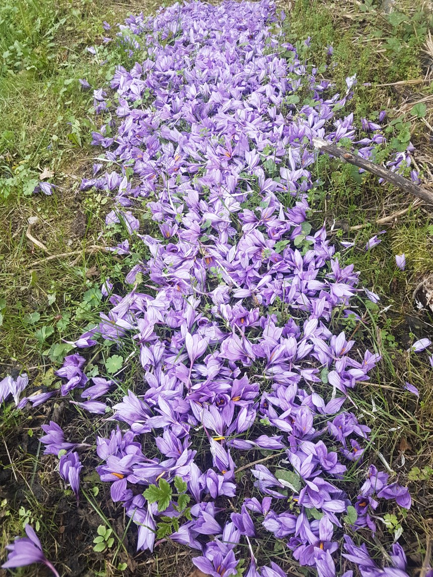 Archivio privato di Julia, Azzurra e Fiamma Antonucci, Fioritura.